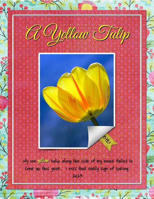 A-Yellow-Tulip