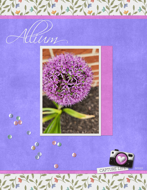 Allium