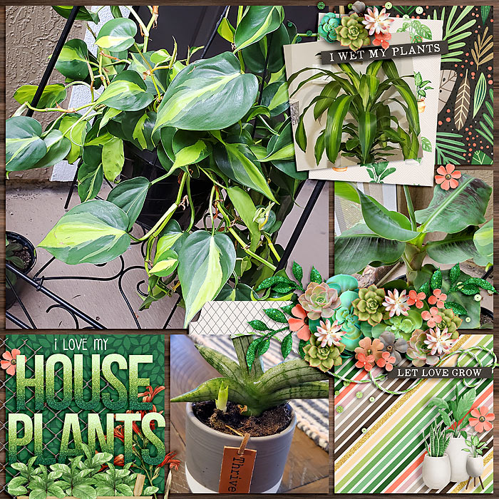 Houseplants