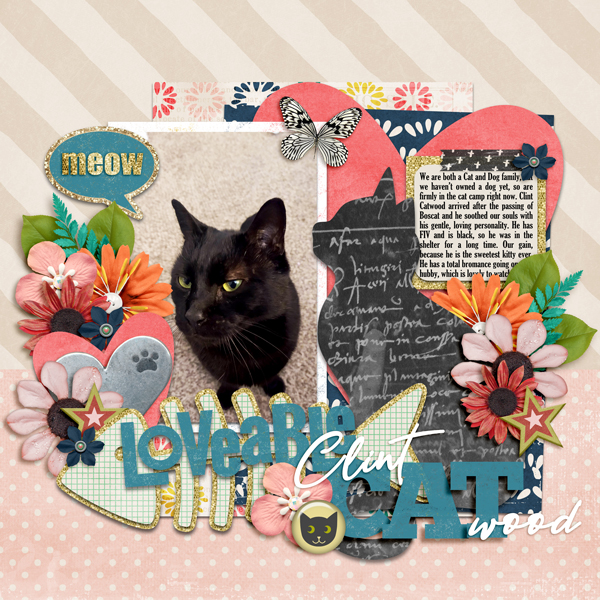 SSD_Jan22_9a_Cat_Lovable-Clint-Catwood