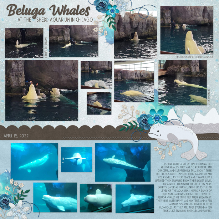 Beluga Whales