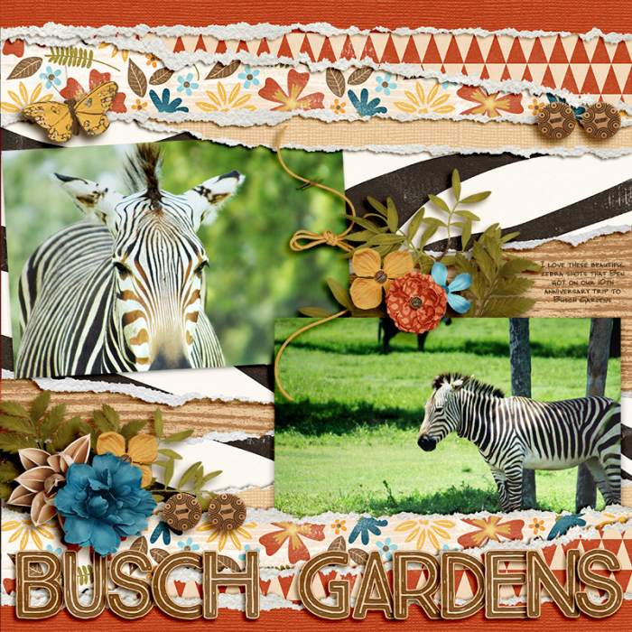 Busch Gardens Zebras