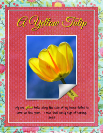 A-Yellow-Tulip.jpg