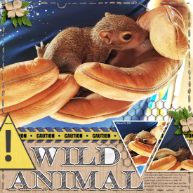 Caution-wild-animal-web.jpg