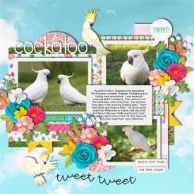Cockatoo.jpg