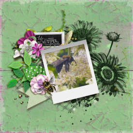 tnp-HELLOSPRING-pd11.jpg