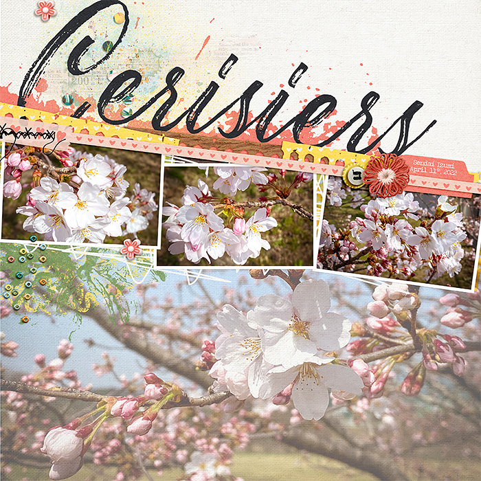 202-0411-cerisiers-sendai-izumi700