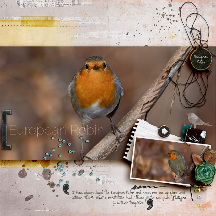 European Robin