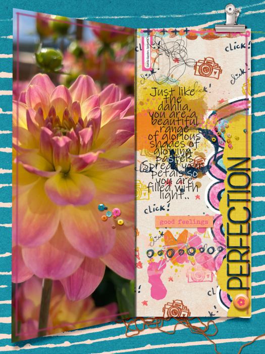 Like A Dahlia