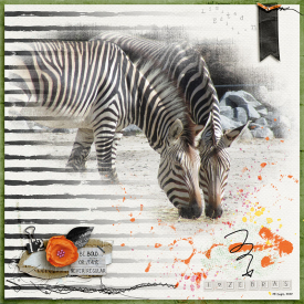 20221125prdmldIZebras8.jpg