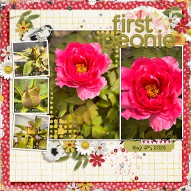 2025-0504-pivoine700.jpg