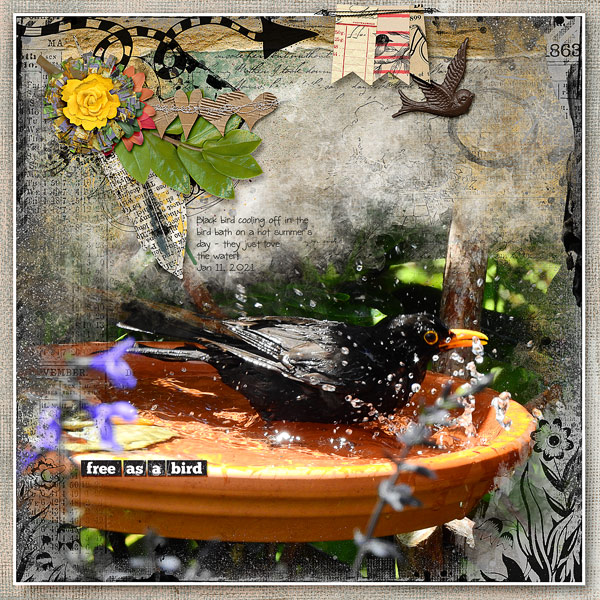 12X12-BLACKBIRD---FREE-AS-A-BIRD