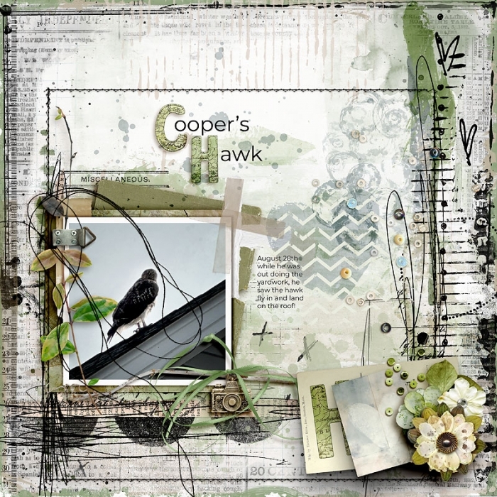 Cooper's Hawk