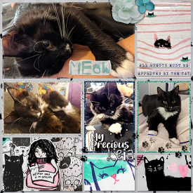 baby-kitty-l.jpg