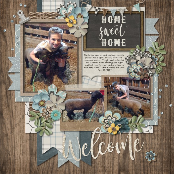 041317_Sheep_700