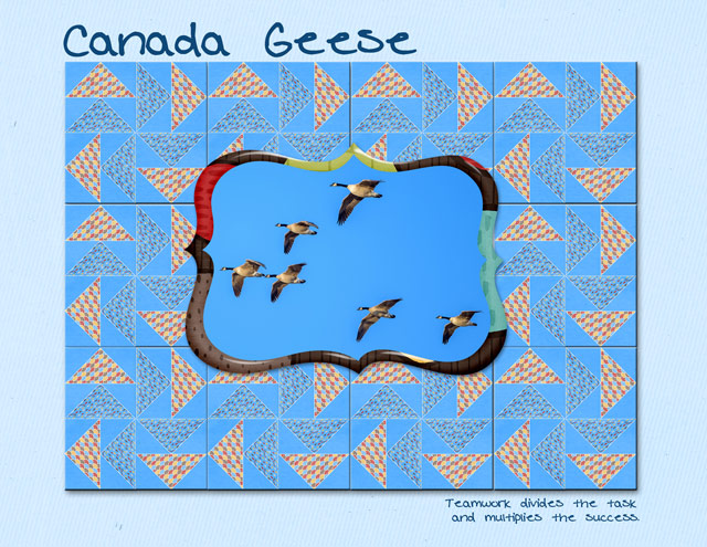 August-23---Perfection----Canada-Geese