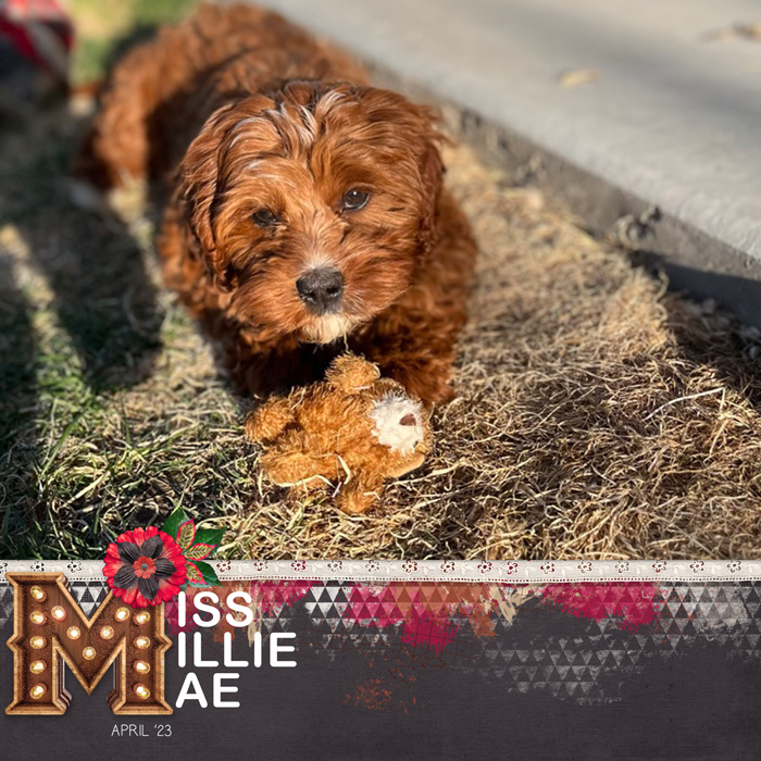 Miss-Millie-Mae