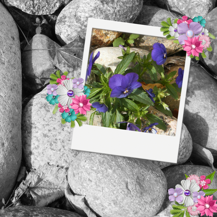 Pansies