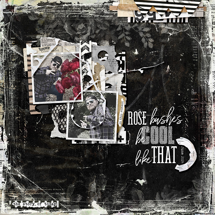 Rose_Bushes_Be_Cool_Like_That