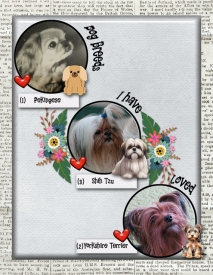 Dog-Breeds-I-Have-Loved.jpg
