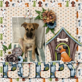 Gallery-Puppy.jpg