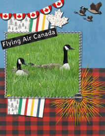 Geese-in-the-Grass.jpg