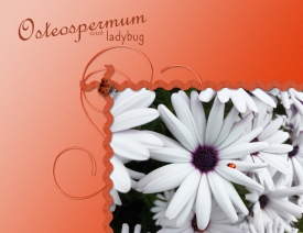 July-1---Scrabble---Osteospermum-with-Ladybug.jpg