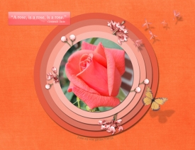 July-30---Archery---A-Rose-is-a-Rose.jpg