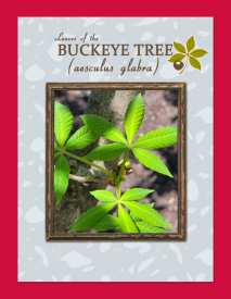 Leaves-of-the-Buckeye-Tree.jpg