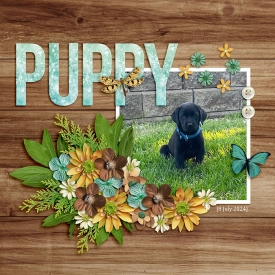 olwPuppy-web-700.jpg