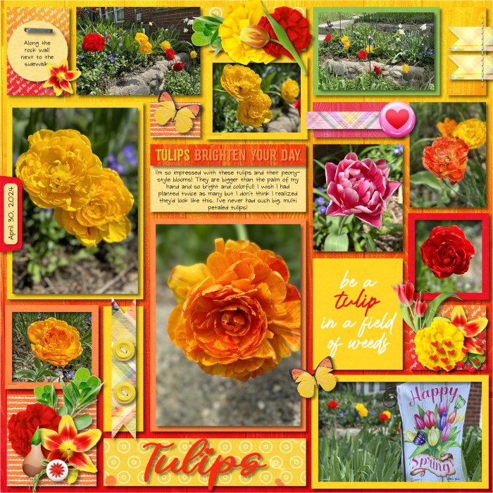 043024_Tulips_700