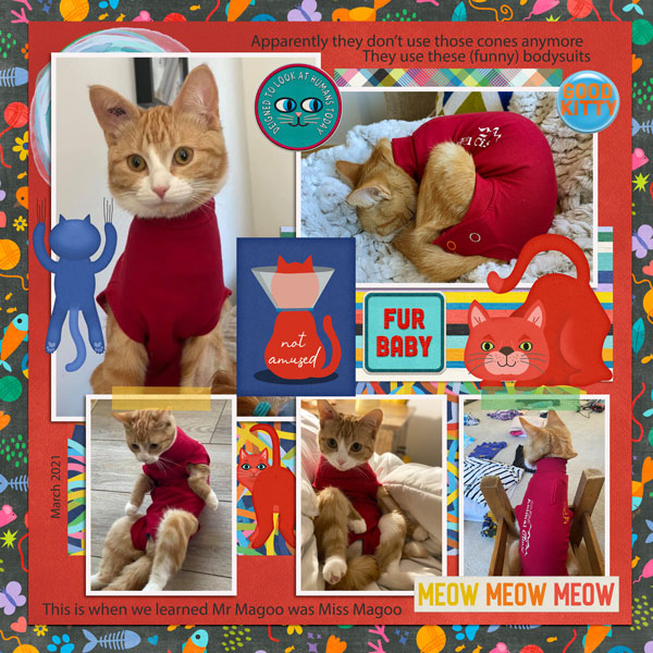Cat-Crazy-W