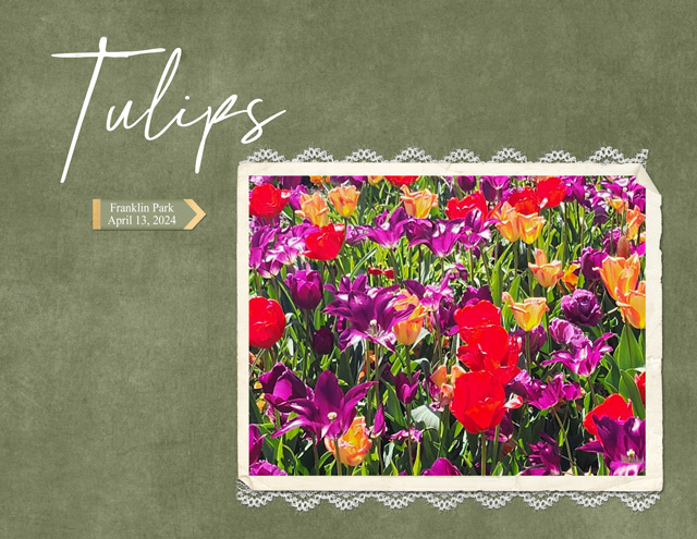 Tulips3