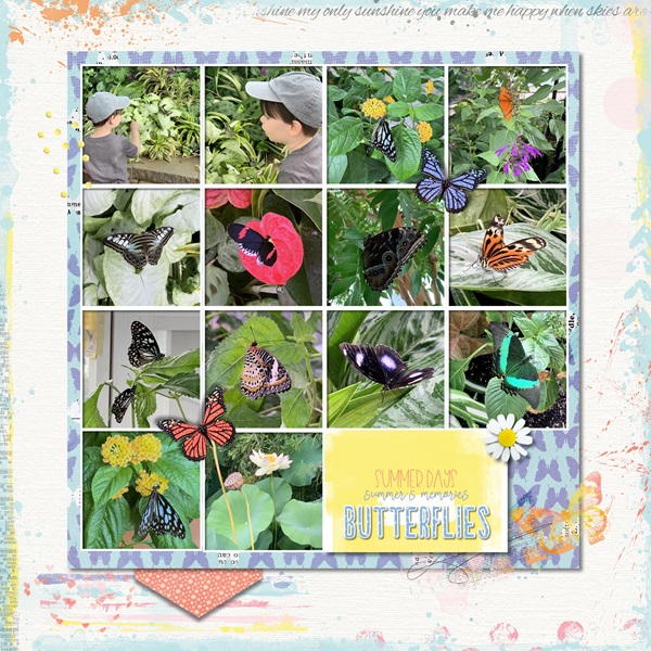 butterflies10