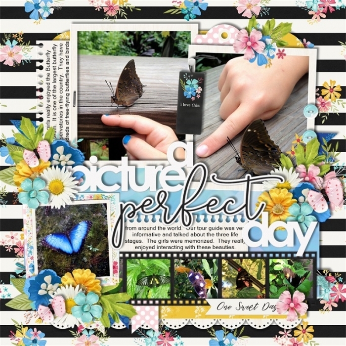Butterflies8