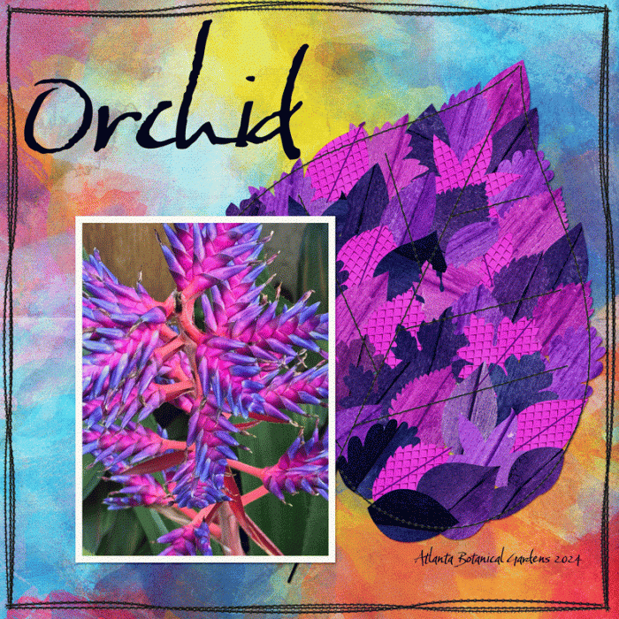 Orchid