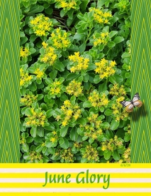 June-Glory.jpg