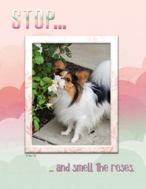 Stop4.jpg