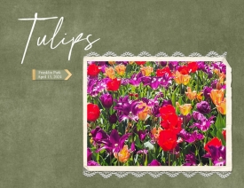 Tulips3.jpg