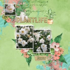 roses1.jpg