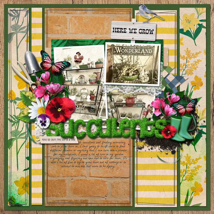 Succulents7001