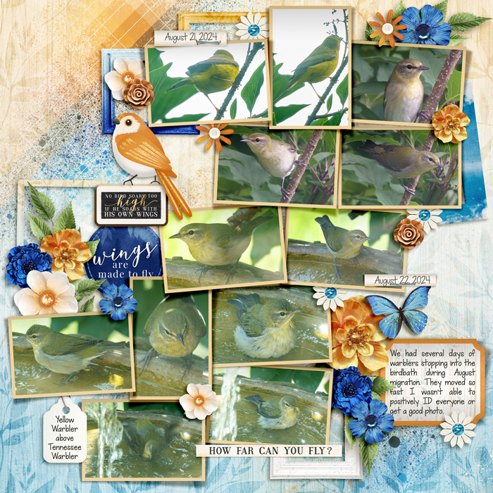 2024-Birds10-fdd_AGratefulJourney_tp3