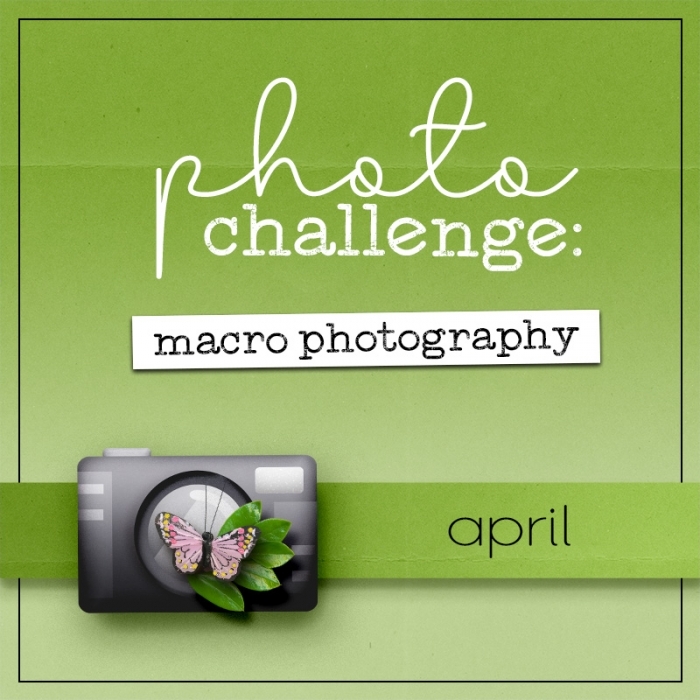 April Photography Challenge: Macro Photography