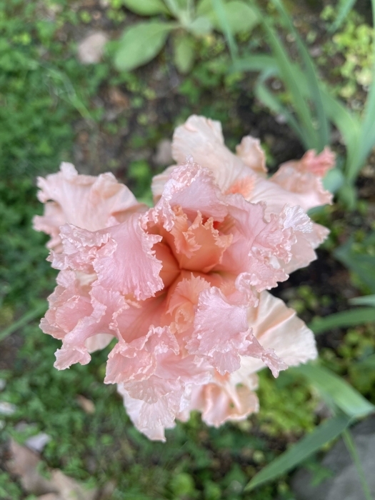 Iris