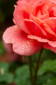 angiekey-SSD-PhotoChallenge-2025-04-image-15.jpg