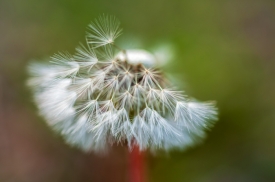 angiekey-SSD-PhotoChallenge-2025-04-image-25.jpg