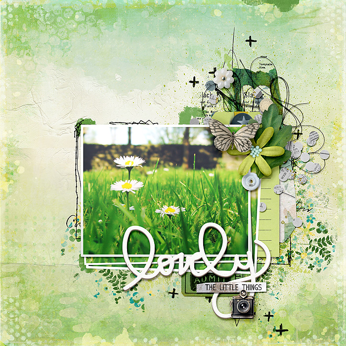 Lovely_daisies