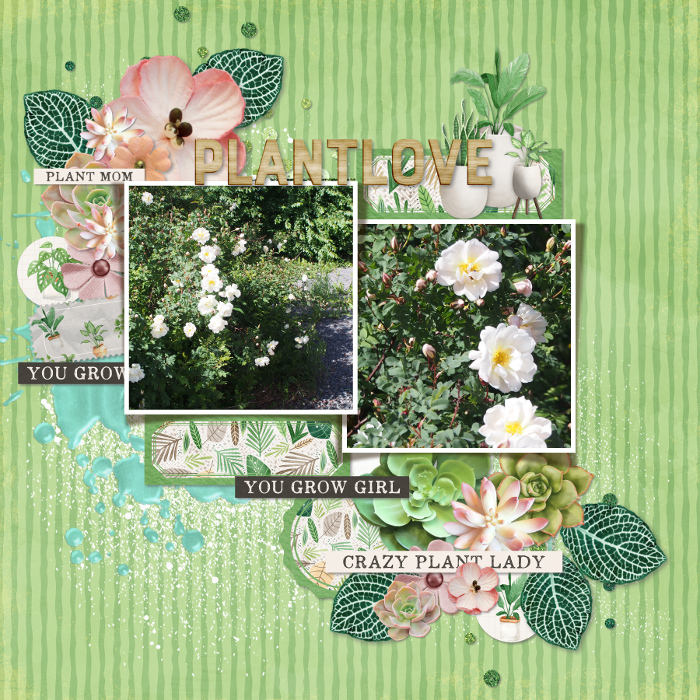 Roses2