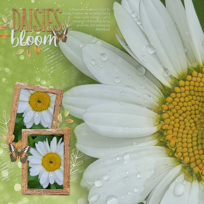 Daisies