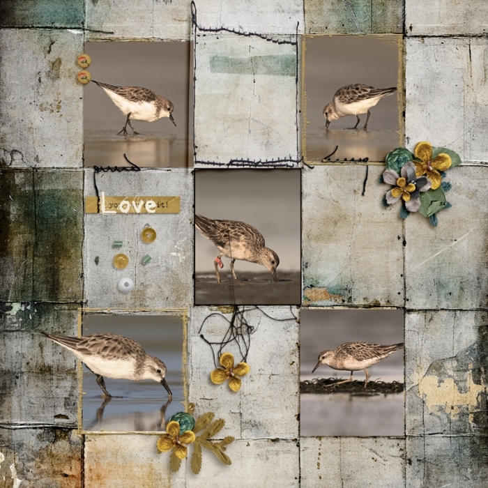 Birds